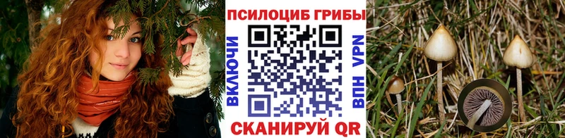 Псилоцибиновые грибы GOLDEN TEACHER  купить наркоту  Острогожск 